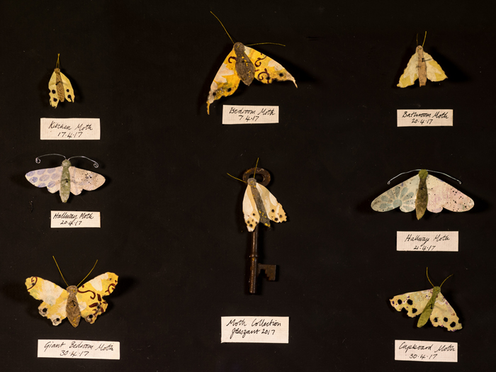 josie-beszant-moth-collection
